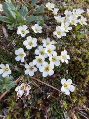 Diapensia obovata, photograph (c) Matt Berger, some rights reserved (CC BY)
