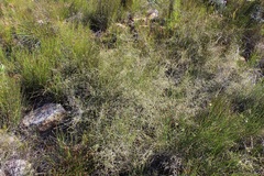 Aspalathus leptocoma