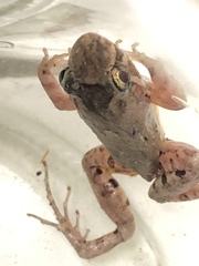 Leptodactylus validus