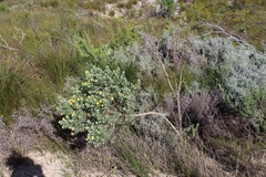 Aspalathus linearifolia