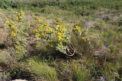 Rafnia amplexicaulis