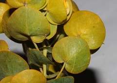 Rafnia amplexicaulis