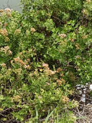 Pluchea indica, photograph (c) 五色鳥, some rights reserved (CC BY)