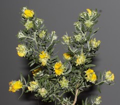 Aspalathus linearifolia