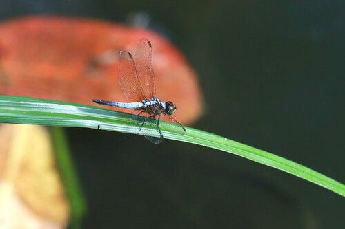 Oriental Blue Dasher