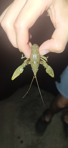 Virile Crayfish