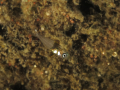 Diplodus
