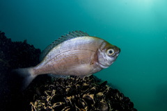 Black Seabream photo 5