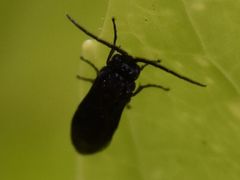 Phymatocera aterrima