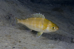 Black Seabream photo 3