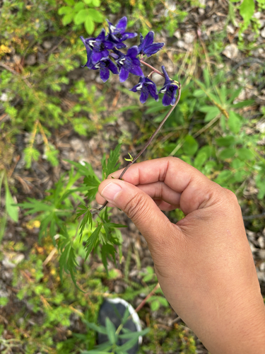 Sierra larkspur