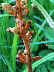 Gastrodia elata, photograph (c) florawhite, some rights reserved (CC BY)