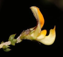 Aspalathus leptocoma