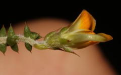 Aspalathus leptocoma