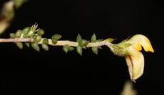 Aspalathus leptocoma