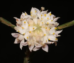 Lachnaea globulifera globulifera