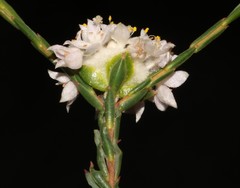 Lachnaea globulifera globulifera