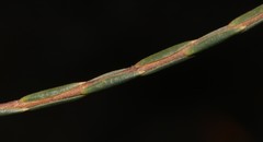 Lachnaea globulifera globulifera
