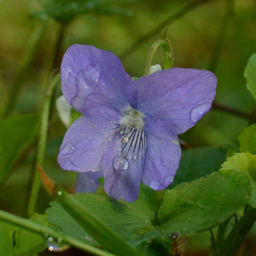 Common dog-violet (Viola riviniana)