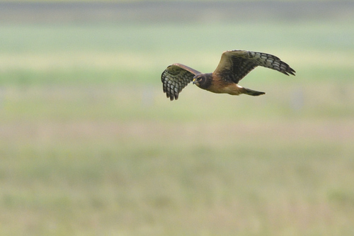 Northern Harrier