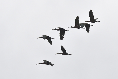 White-faced Ibis