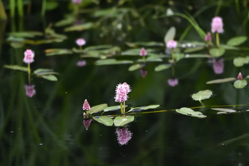 water smartweed