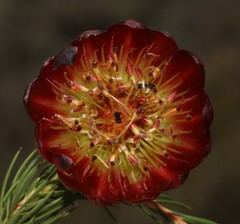 Protea nana