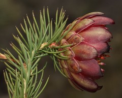 Protea nana