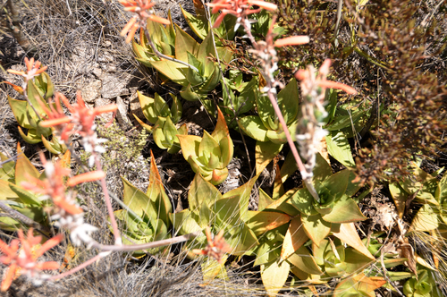 Aloe deltoideodonta image