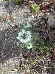 Nigella damascena