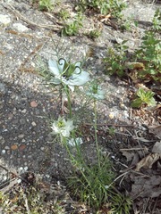Nigella damascena