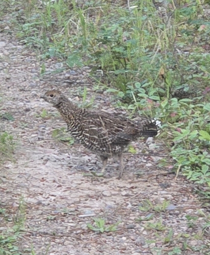 Spruce Grouse
