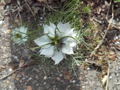 Nigella damascena