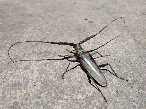 Neocerambyx vitalisi