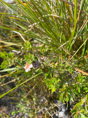 Leptospermum nitidum, photograph 6