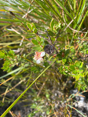 Leptospermum nitidum, photograph (c) krumpianking, some rights reserved (CC BY)