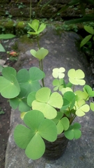 Marsilea crenata