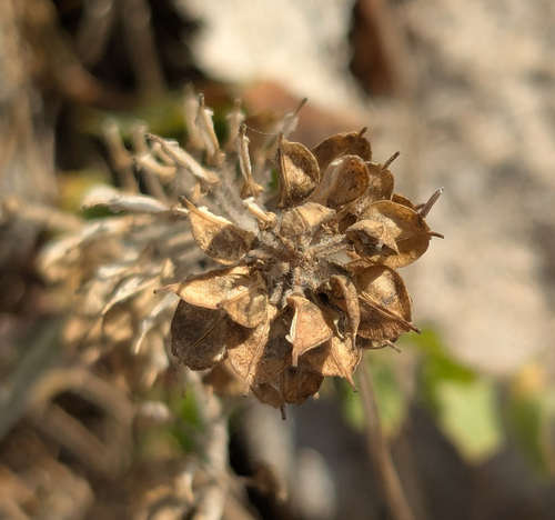 Lepidium heterophyllum observed 2026-08-02
