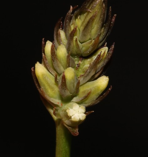 Image of Thesium subnudum by (c) Brian du Preez, some rights reserved (CC BY-SA)