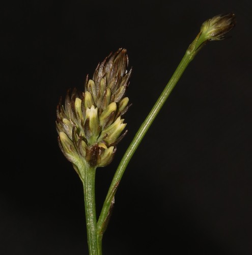Image of Thesium subnudum by (c) Brian du Preez, some rights reserved (CC BY-SA)