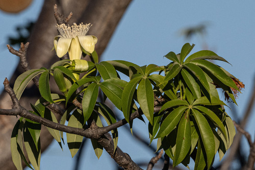 Adansonia gregorii, photograph 2