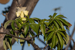 Adansonia gregorii, photograph (c) Alan Bell, some rights reserved (CC BY)