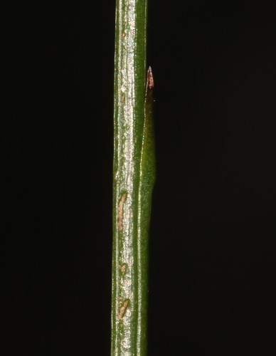 Image of Thesium subnudum by (c) Brian du Preez, some rights reserved (CC BY-SA)