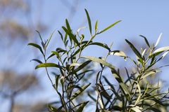 Myoporum platycarpum