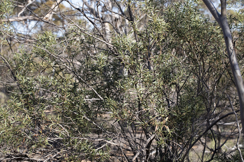 Myoporum platycarpum, photograph 1