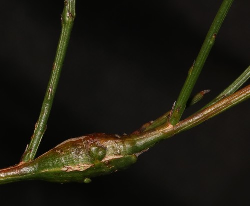 Image of Thesium subnudum by (c) Brian du Preez, some rights reserved (CC BY-SA)