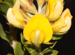 Aspalathus cytisoides