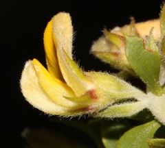 Aspalathus cytisoides