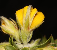 Aspalathus cytisoides