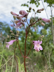 Penstemon laevigatus